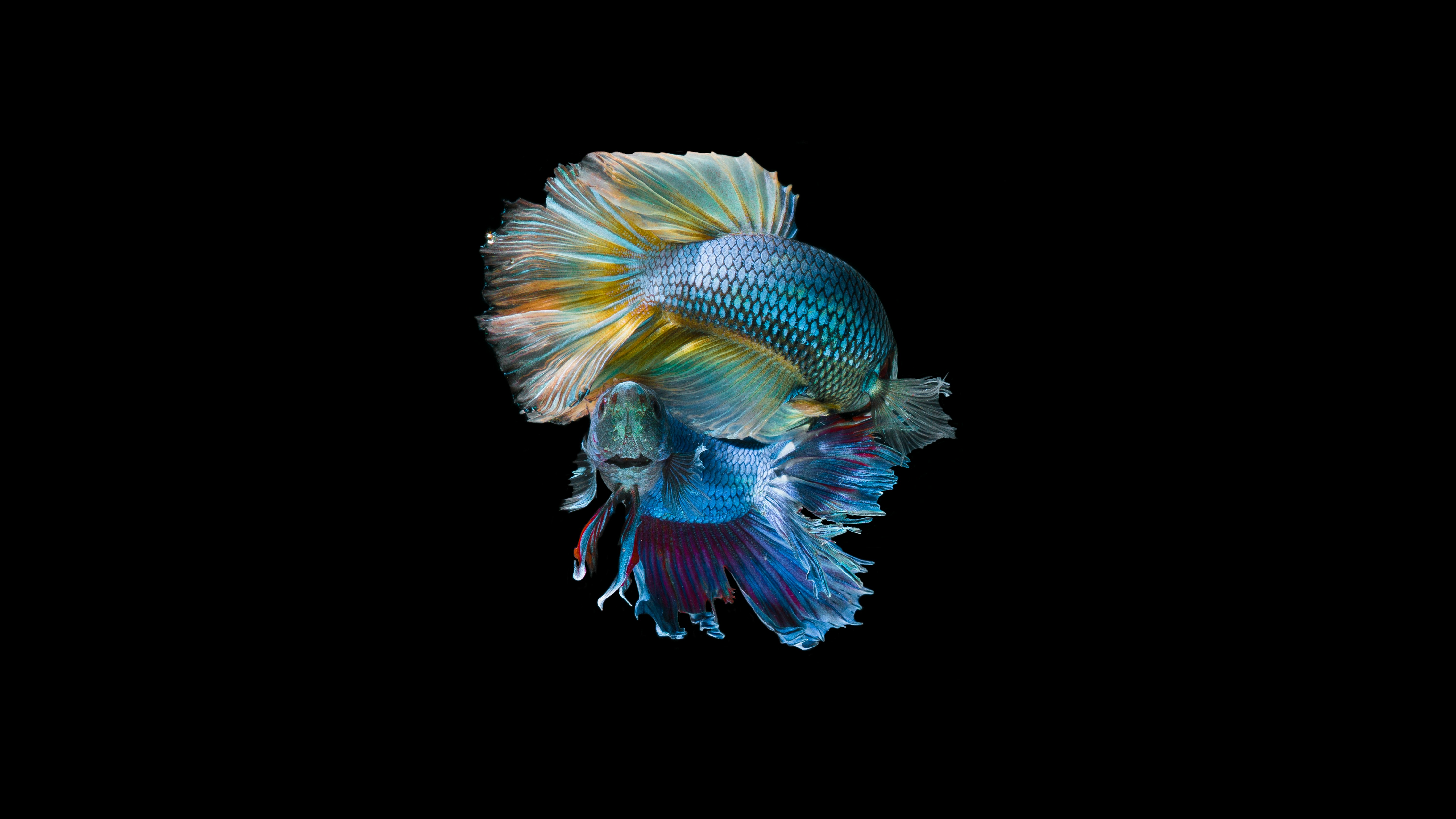 Siamese fighting fish with flowing fins representing the grace and strength of taking a definitive position